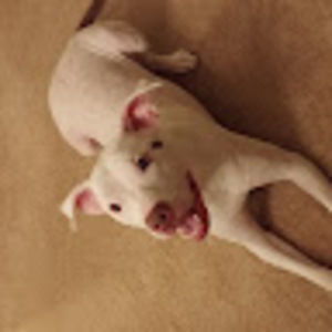 Meet your Posher, Hadigan